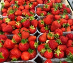 Obsthof-Bosse-Galerie-Erdbeeren