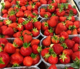 Obsthof-Bosse-Galerie-Erdbeeren