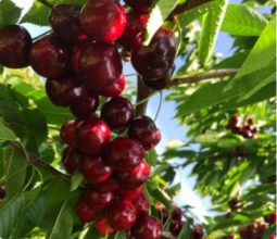 Obsthof-Bosse-Galerie-Kirschen