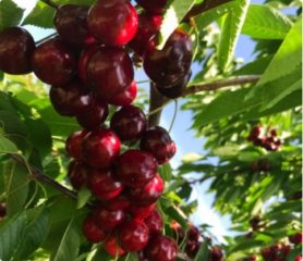 Obsthof-Bosse-Galerie-Kirschen