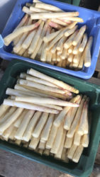 erntefrischer-weisser-spargel-vom-obsthof-bosse-01