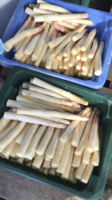 erntefrischer-weisser-spargel-vom-obsthof-bosse-01