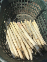 erntefrischer-weisser-spargel-vom-obsthof-bosse-03