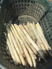 erntefrischer-weisser-spargel-vom-obsthof-bosse-03