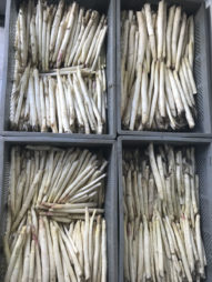erntefrischer-weisser-spargel-vom-obsthof-bosse-04