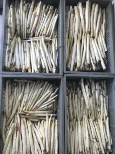 erntefrischer-weisser-spargel-vom-obsthof-bosse-04