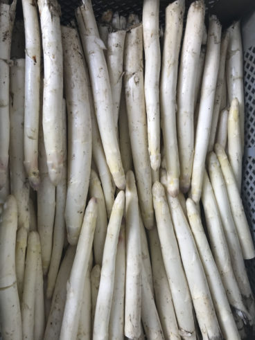erntefrischer-weisser-spargel-vom-obsthof-bosse-05