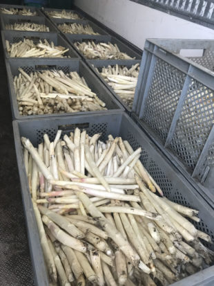 erntefrischer-weisser-spargel-vom-obsthof-bosse-06
