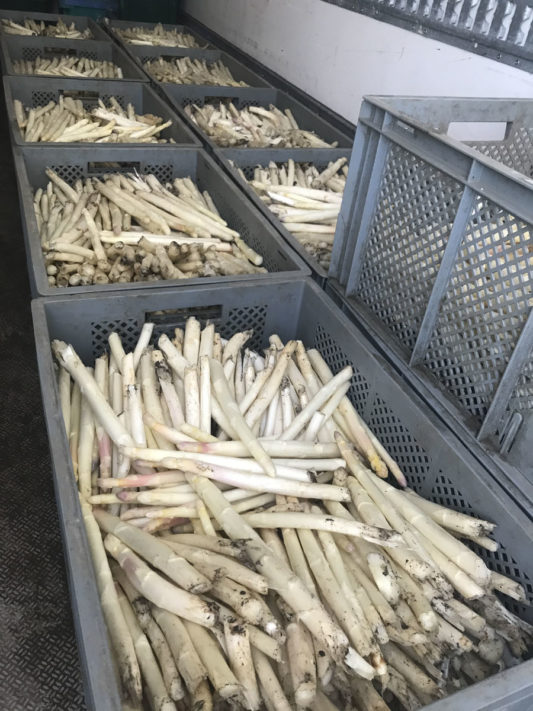 erntefrischer-weisser-spargel-vom-obsthof-bosse-06