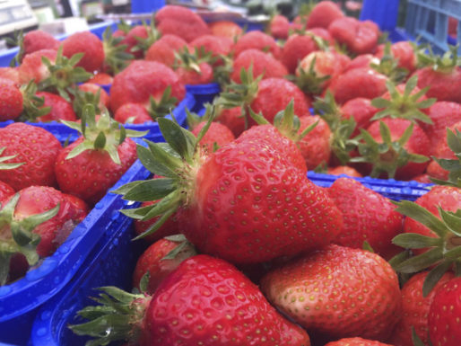 leckere-frische-erdbeerenl-vom-obsthof-bosse-02