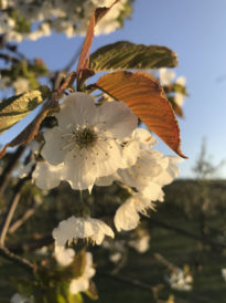 wunderschöne-kischbaeume-mit-blueten-obsthof-bosse-01