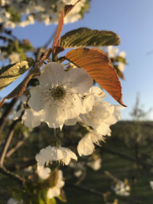 wunderschöne-kischbaeume-mit-blueten-obsthof-bosse-01
