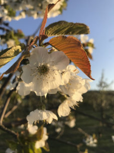 wunderschöne-kischbaeume-mit-blueten-obsthof-bosse-01