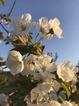 wunderschöne-kischbaeume-mit-blueten-obsthof-bosse-02