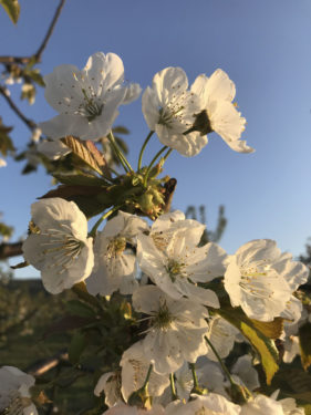 wunderschöne-kischbaeume-mit-blueten-obsthof-bosse-02