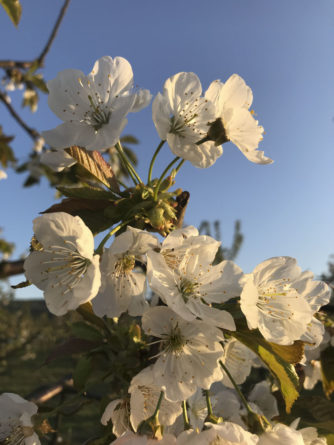 wunderschöne-kischbaeume-mit-blueten-obsthof-bosse-02