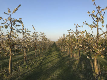 wunderschöne-kischbaeume-mit-blueten-obsthof-bosse-03