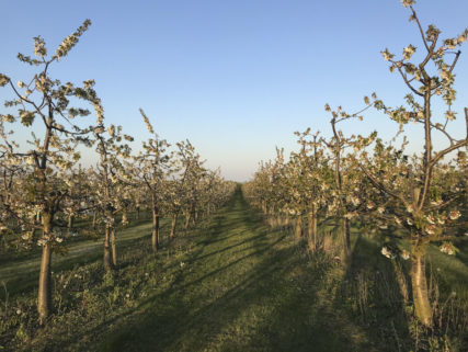 wunderschöne-kischbaeume-mit-blueten-obsthof-bosse-03