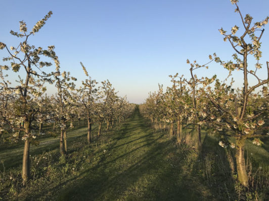 wunderschöne-kischbaeume-mit-blueten-obsthof-bosse-03