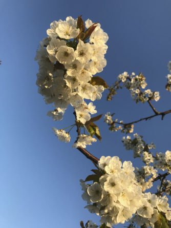 wunderschöne-kischbaeume-mit-blueten-obsthof-bosse-04