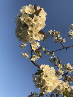 wunderschöne-kischbaeume-mit-blueten-obsthof-bosse-05