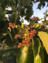 wunderschöne-kischbaeume-mit-blueten-obsthof-bosse-06