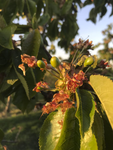 wunderschöne-kischbaeume-mit-blueten-obsthof-bosse-06
